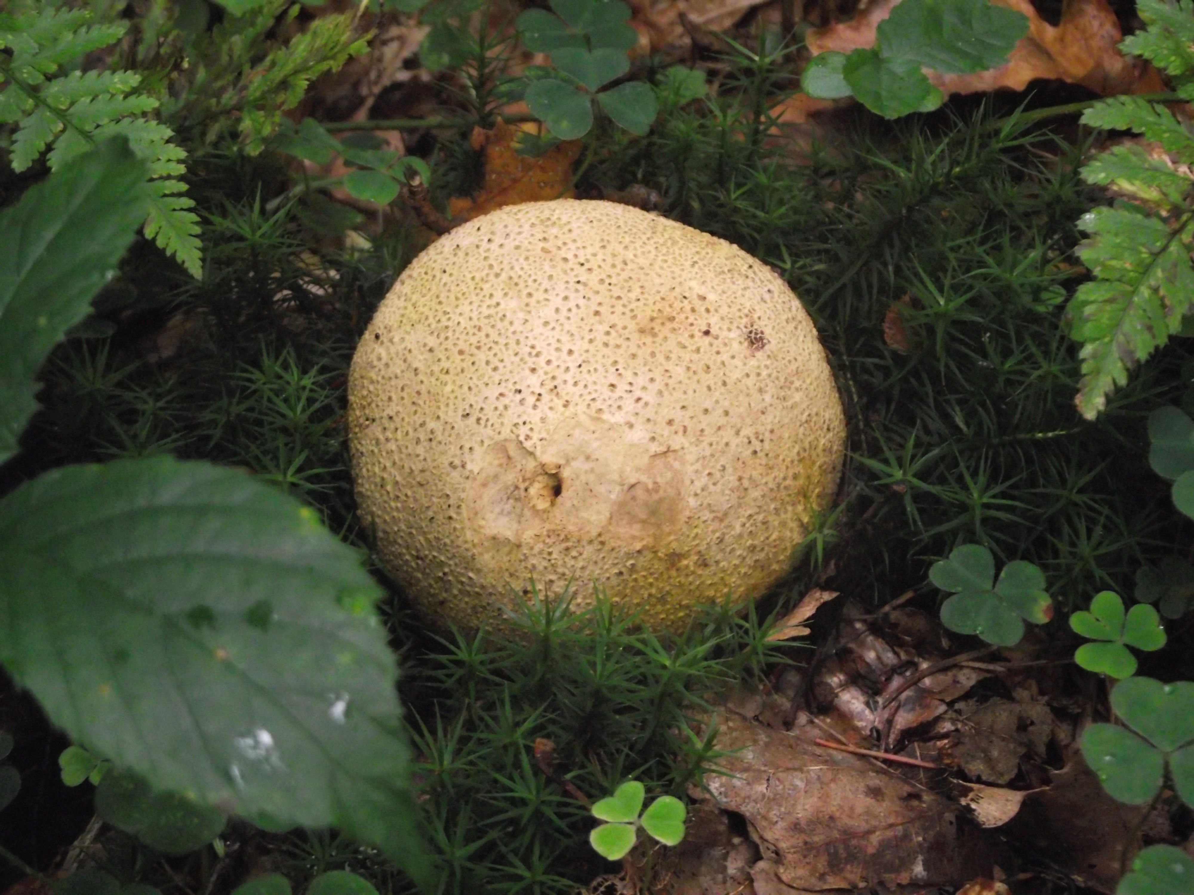 Dickschaliger Kartoffelbovist